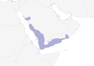 Distribution of the Arabian Sunbird - Range Map