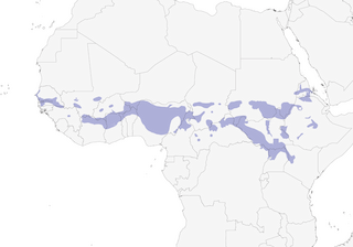 Distribution of the Chestnut-crowned Sparrow-Weaver - Range Map