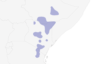 Distribution of the Black-capped Social-Weaver - Range Map