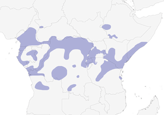 Distribution of the Black-necked Weaver - Range Map