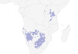 Distribution of the Black-faced Waxbill - Range Map