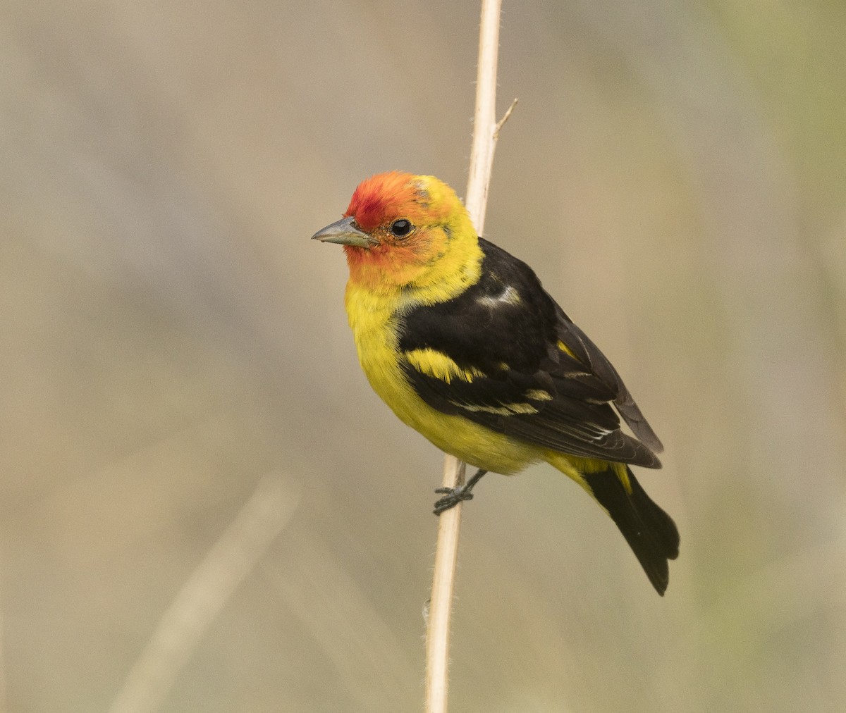 Western Tanager - Ian Routley