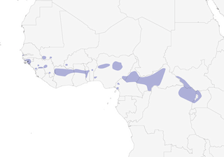 Distribution of the Gray-headed Oliveback - Range Map