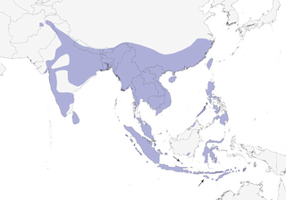 Distribution of the Scaly-breasted Munia - Range Map