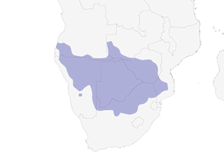 Distribution of the Shaft-tailed Whydah - Range Map