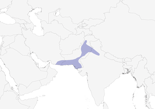 Distribution of the Sind Sparrow - Range Map