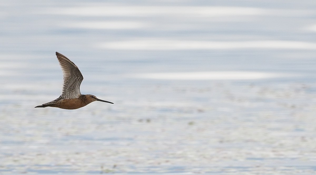 Long-billed Dowitcher - ML169859511