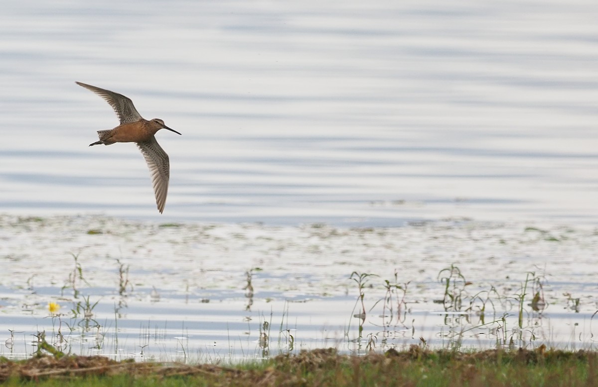 Long-billed Dowitcher - Silas Olofson