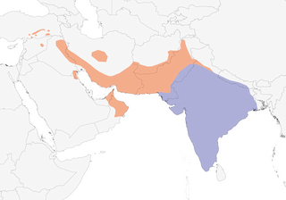 Distribution of the Chestnut-shouldered Petronia - Range Map