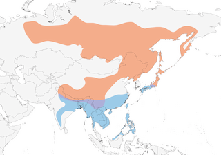 Distribution of the Olive-backed Pipit - Range Map