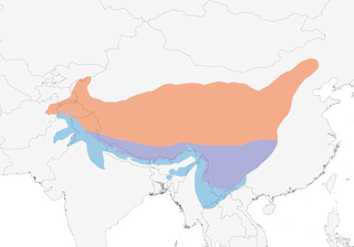 Distribution of the Rosy Pipit - Range Map