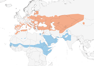Distribution of the Tawny Pipit - Range Map
