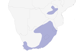 Distribution of the Orange-throated Longclaw - Range Map