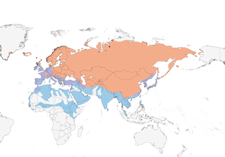 Distribution of the White Wagtail - Range Map