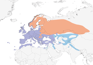 Distribution of the Common Chaffinch - Range Map