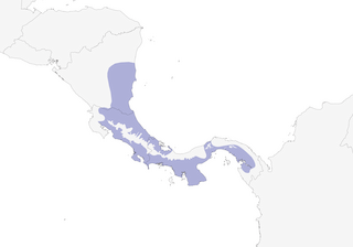 Distribution of the Yellow-crowned Euphonia - Range Map