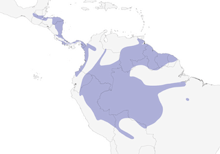 Distribution of the White-vented Euphonia - Range Map