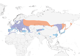 Distribution of the Hawfinch - Range Map