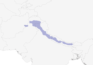 Distribution of the Spectacled Finch - Range Map