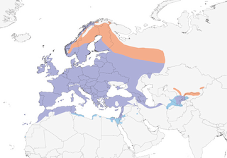 Distribution of the European Greenfinch - Range Map