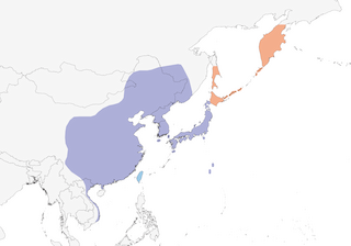 Distribution of the Oriental Greenfinch - Range Map
