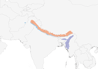 Distribution of the Yellow-breasted Greenfinch - Range Map