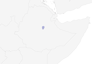 Distribution of the Yellow-throated Serin - Range Map