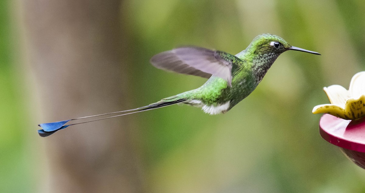 White-booted Racket-tail - ML169863201