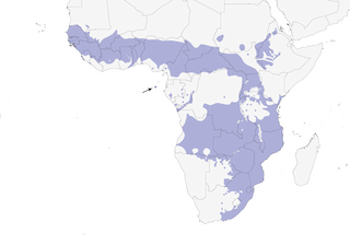 Distribution of the Yellow-fronted Canary - Range Map