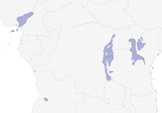 Distribution of the Thick-billed Seedeater - Range Map