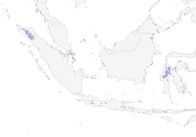 Distribution of the Indonesian Serin - Indonesian Serin - 
