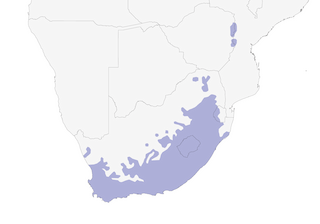 Distribution of the Cape Canary - Range Map