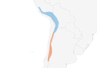 Distribution of the Yellow-rumped Siskin - Range Map