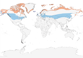 Distribution of the Snow Bunting - Range Map