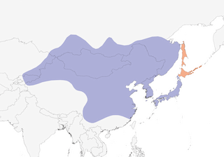 Distribution of the Meadow Bunting - Range Map