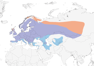 Distribution of the Yellowhammer - Range Map