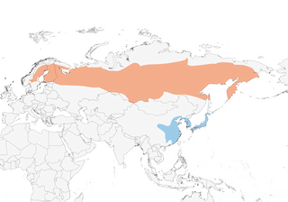 Distribution of the Rustic Bunting - Range Map