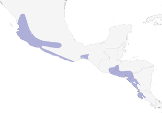 Distribution of the Stripe-headed Sparrow - Range Map