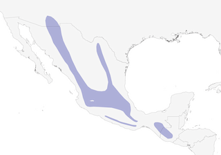 Distribution of the Yellow-eyed Junco - Range Map