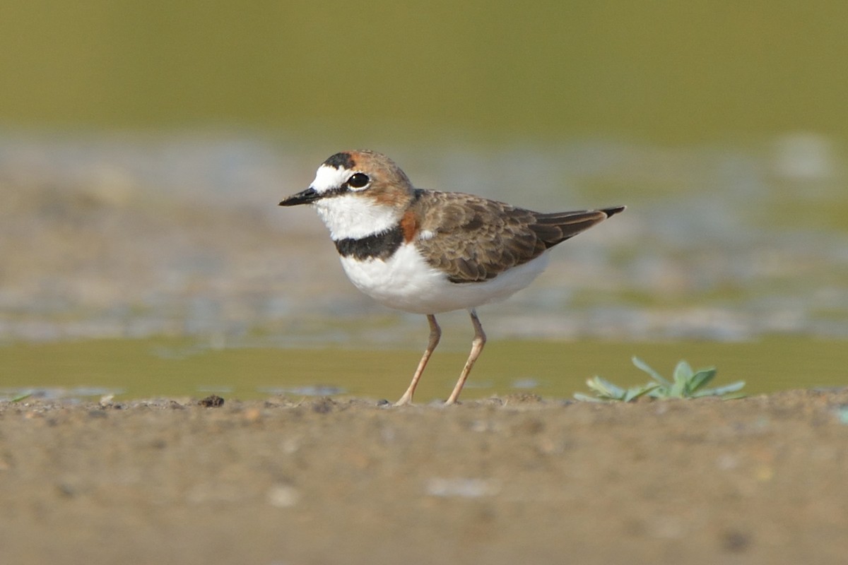 Collared Plover - ML169868181