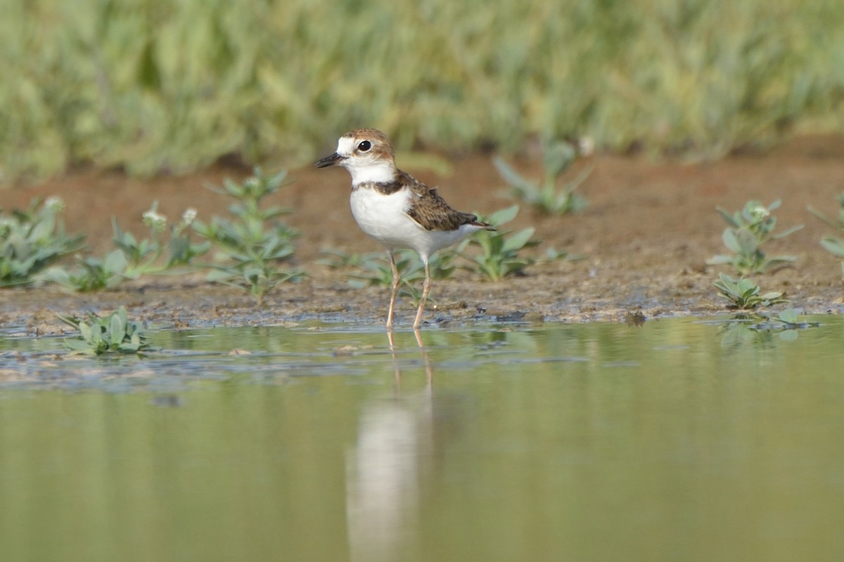 Collared Plover - ML169868211
