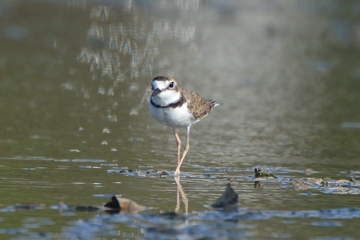 Collared Plover - ML169868221
