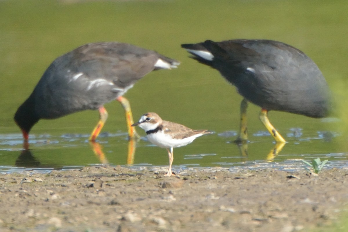 Collared Plover - ML169868231