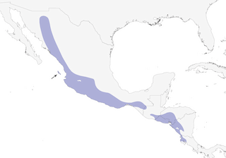 Distribution of the Streak-backed Oriole - Range Map