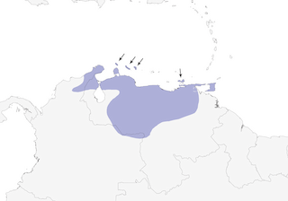 Distribution of the Venezuelan Troupial - Range Map
