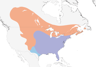 Distribution of the Common Grackle - Range Map