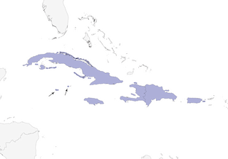 Distribution of the Greater Antillean Grackle - Range Map