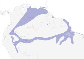 Distribution of the Oriole Blackbird - Range Map