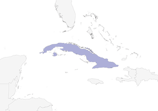 Distribution of the Cuban Bullfinch - Range Map
