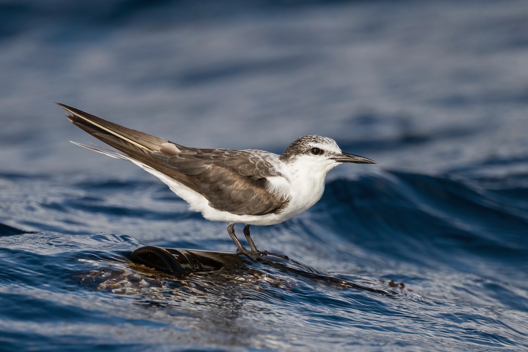 Bridled Tern - Ryan Sanderson